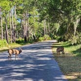 Review photo of Lake Kissimmee State Park Campground by Vanessa A., May 15, 2024