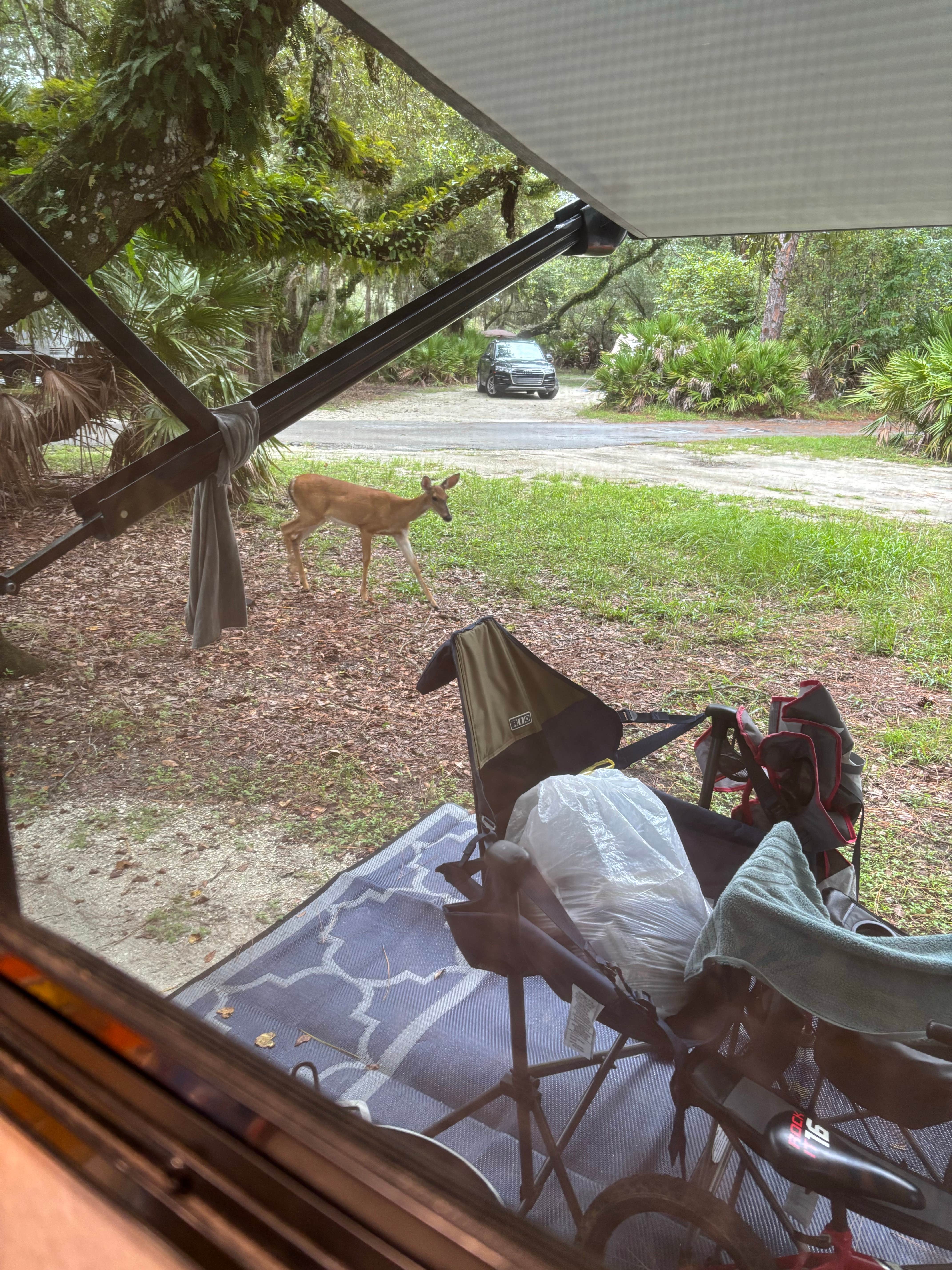 Robert T.'s photo at Lake Kissimmee State Park Campground near St. Cloud, FL
