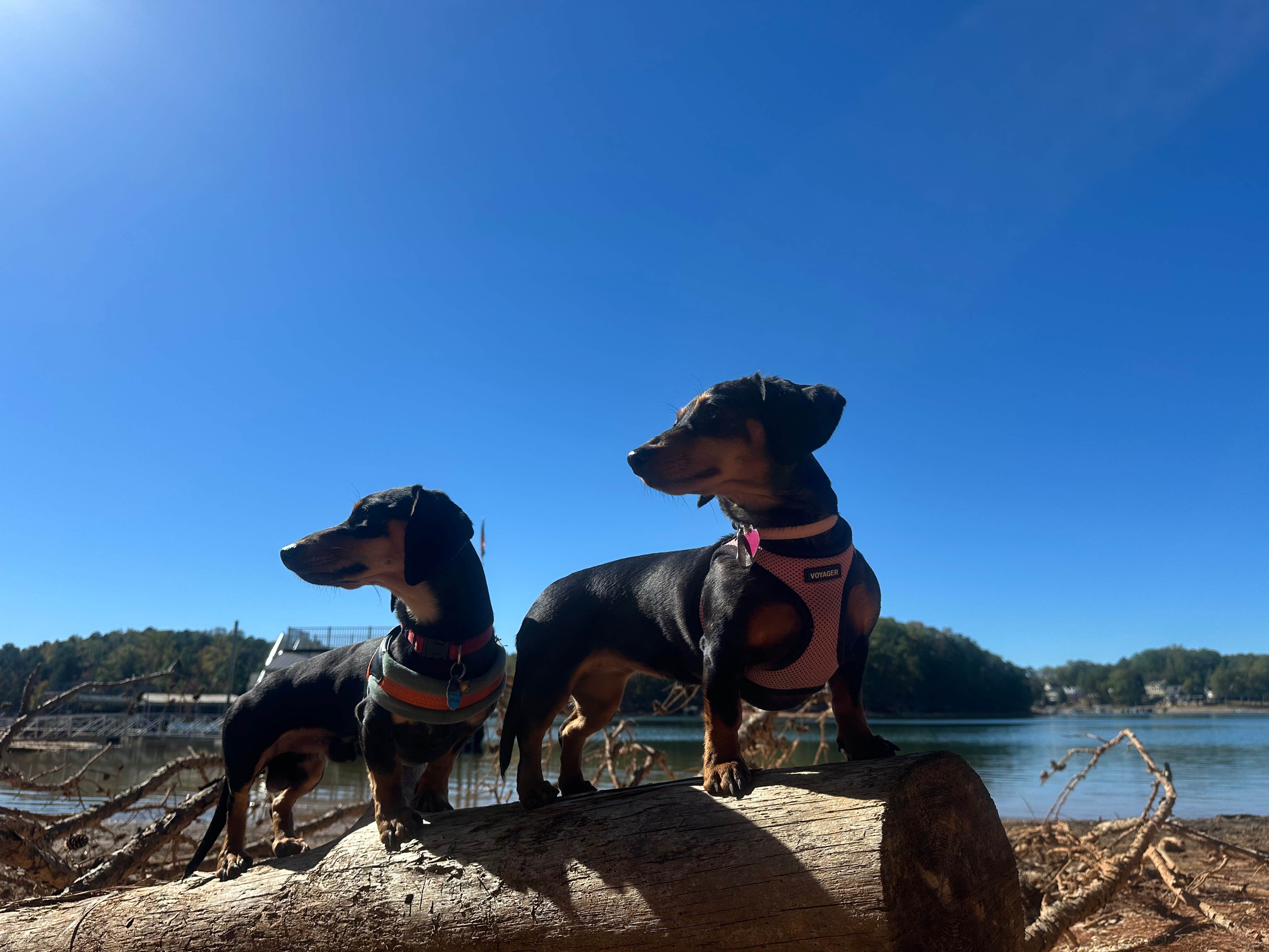 jane P.'s photo of camping with pets at Lake Lanier Islands Resort Shoal Creek Campground near Decatur, GA