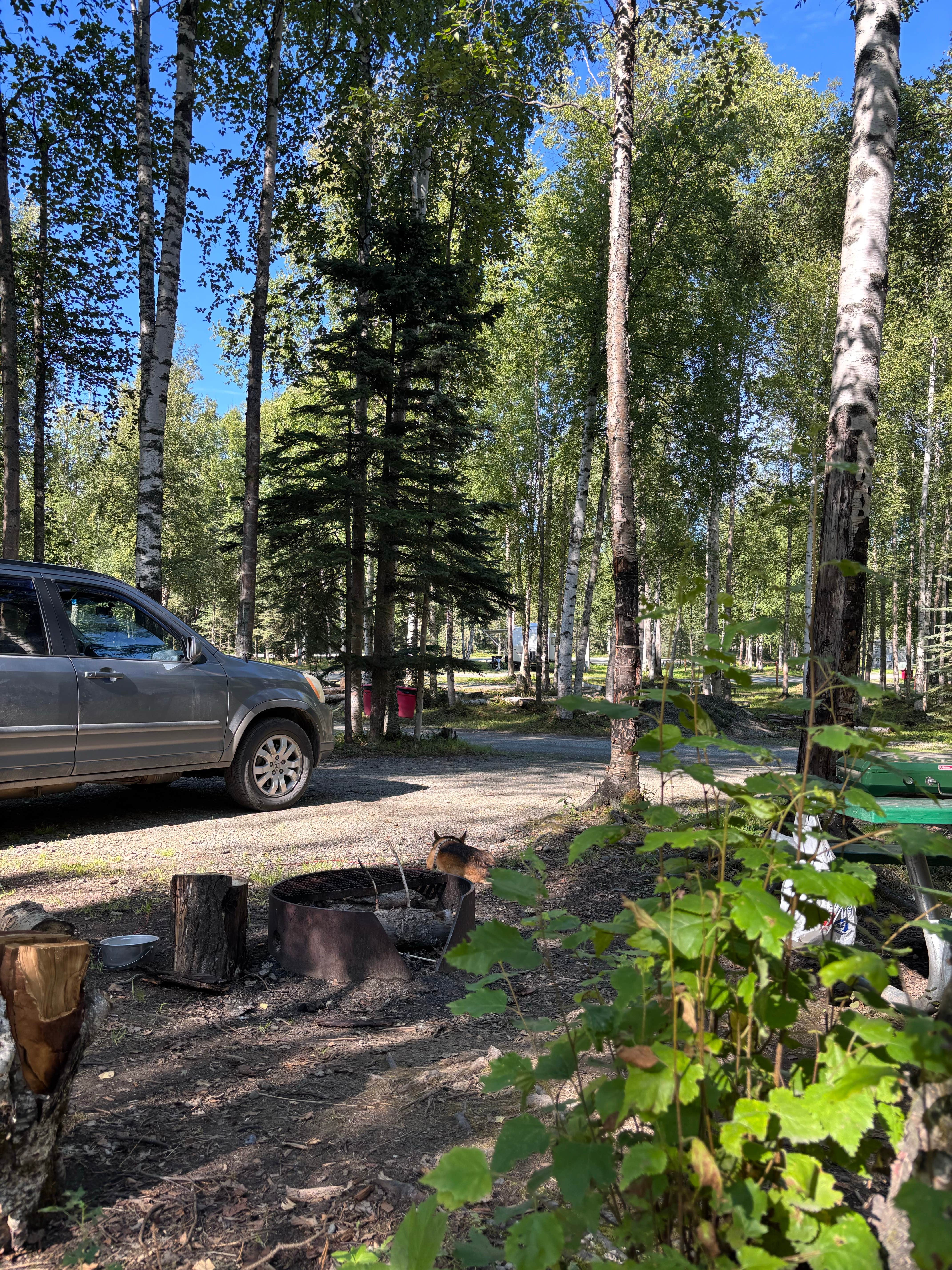Jordan J.'s photo of camping with pets at Lake Lucile Campground near Anchorage, AK