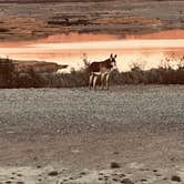 Review photo of Stewart’s Point Dispersed Camping — Lake Mead National Recreation Area by Brett T., April 8, 2026