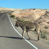 Review photo of Stewart’s Point Dispersed Camping — Lake Mead National Recreation Area by Tiffany C., October 22, 2025