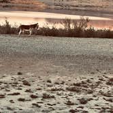 Review photo of Stewart’s Point Dispersed Camping — Lake Mead National Recreation Area by Brett T., April 8, 2026