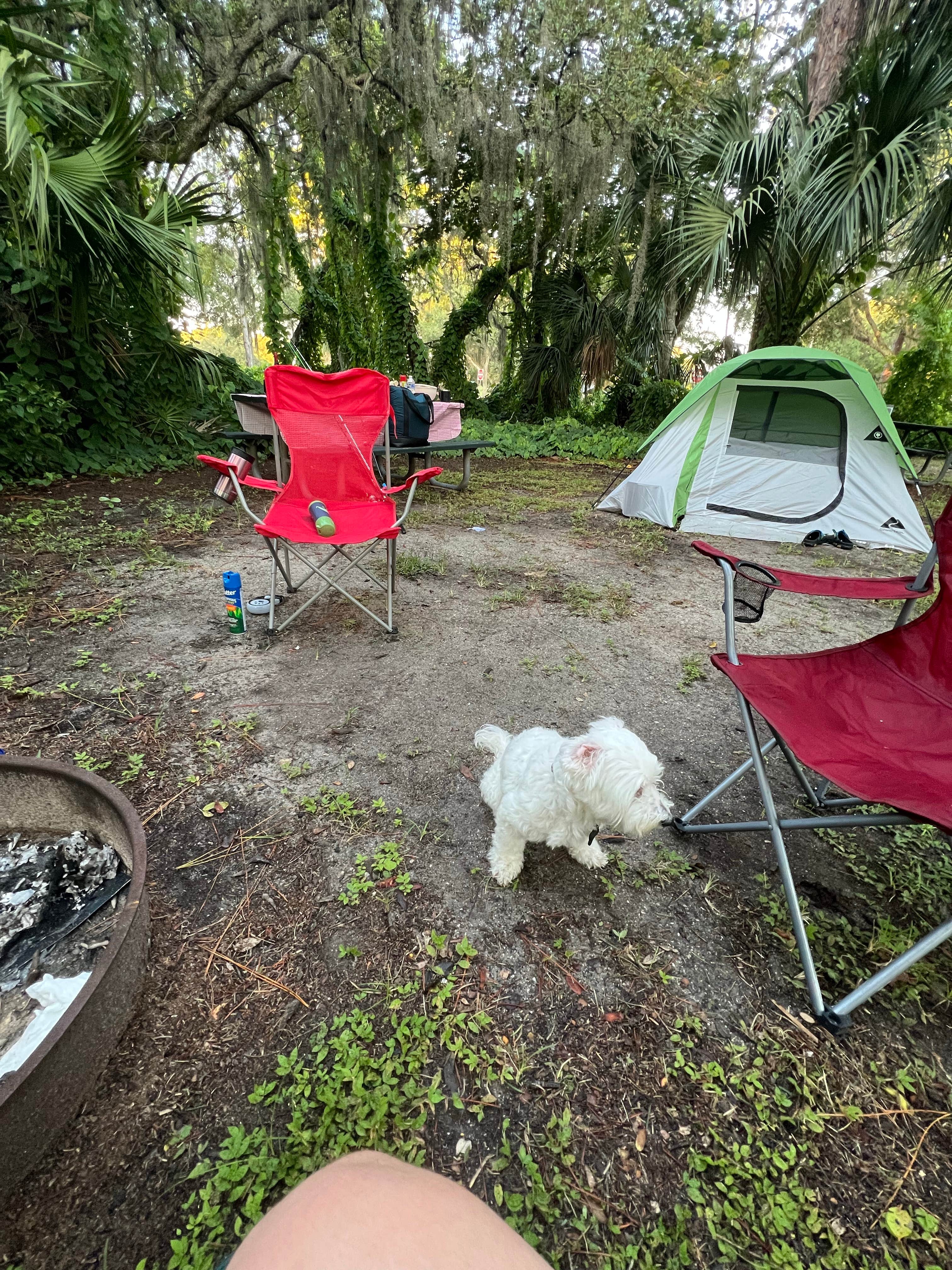 Silly M.'s photo of camping with pets at Lake Monroe Park near New Smyrna Beach, FL