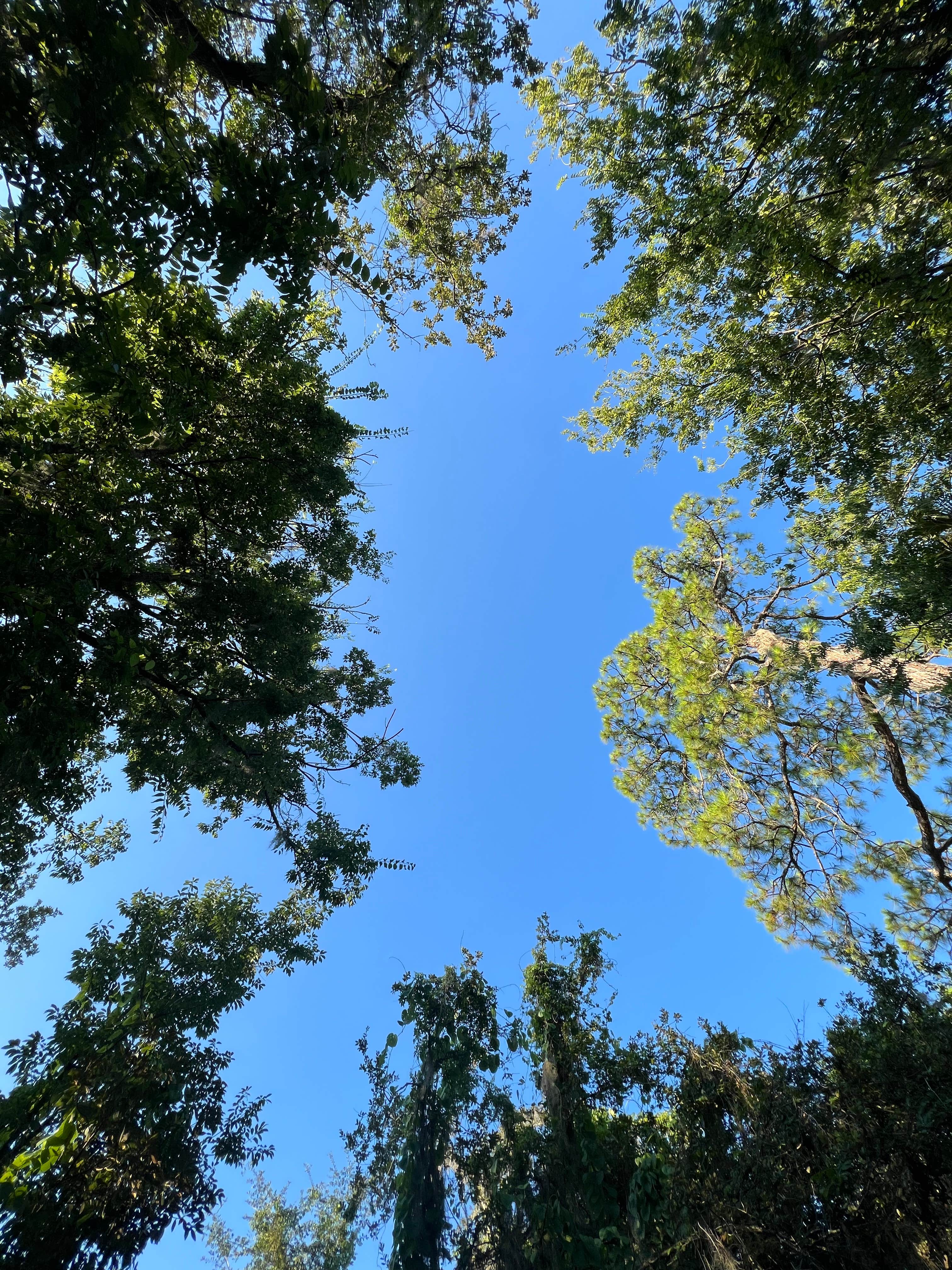 Camper-submitted photo at Lake Monroe Park near Osteen, FL