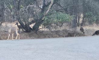 Ray D.'s photo of camping with pets at Thousand Trails Lake of the Springs near Colusa, CA