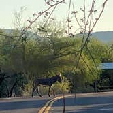 Review photo of Lake Pleasant Regional Park Campground by Holly , October 21, 2025
