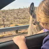 Review photo of Lake Pleasant Regional Park Campground by Jeana R., July 9, 2025
