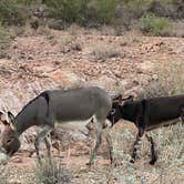 Review photo of Lake Pleasant Regional Park Campground by Holly , October 21, 2025