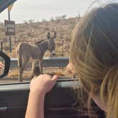 Review photo of Lake Pleasant Regional Park Campground by Jeana R., July 9, 2025
