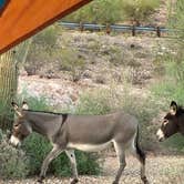 Review photo of Lake Pleasant Regional Park Campground by Holly , October 21, 2025