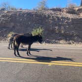 Review photo of Lake Pleasant Regional Park Campground by Holly , October 21, 2025