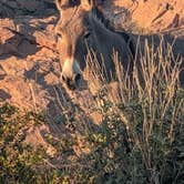 Review photo of Lake Pleasant Regional Park Campground by rob D., February 28, 2024