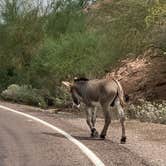 Review photo of Lake Pleasant Regional Park Campground by Holly , October 21, 2025