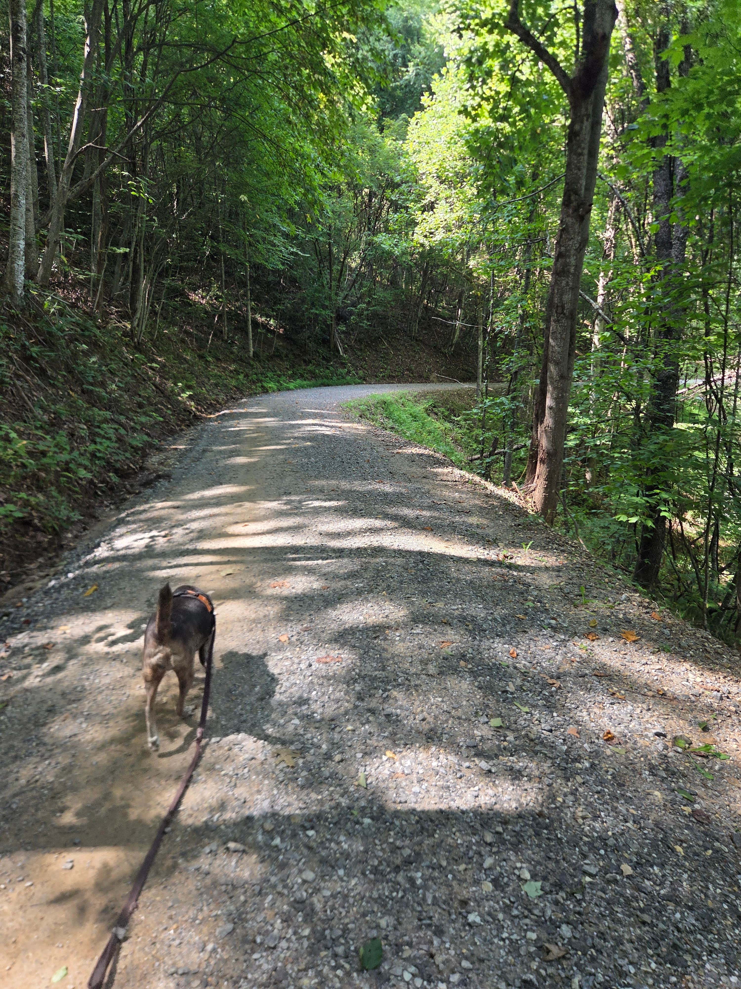 Thomas B.'s photo of camping with pets at Lake Powhatan — National Forests In North Carolina near Biltmore Forest, NC
