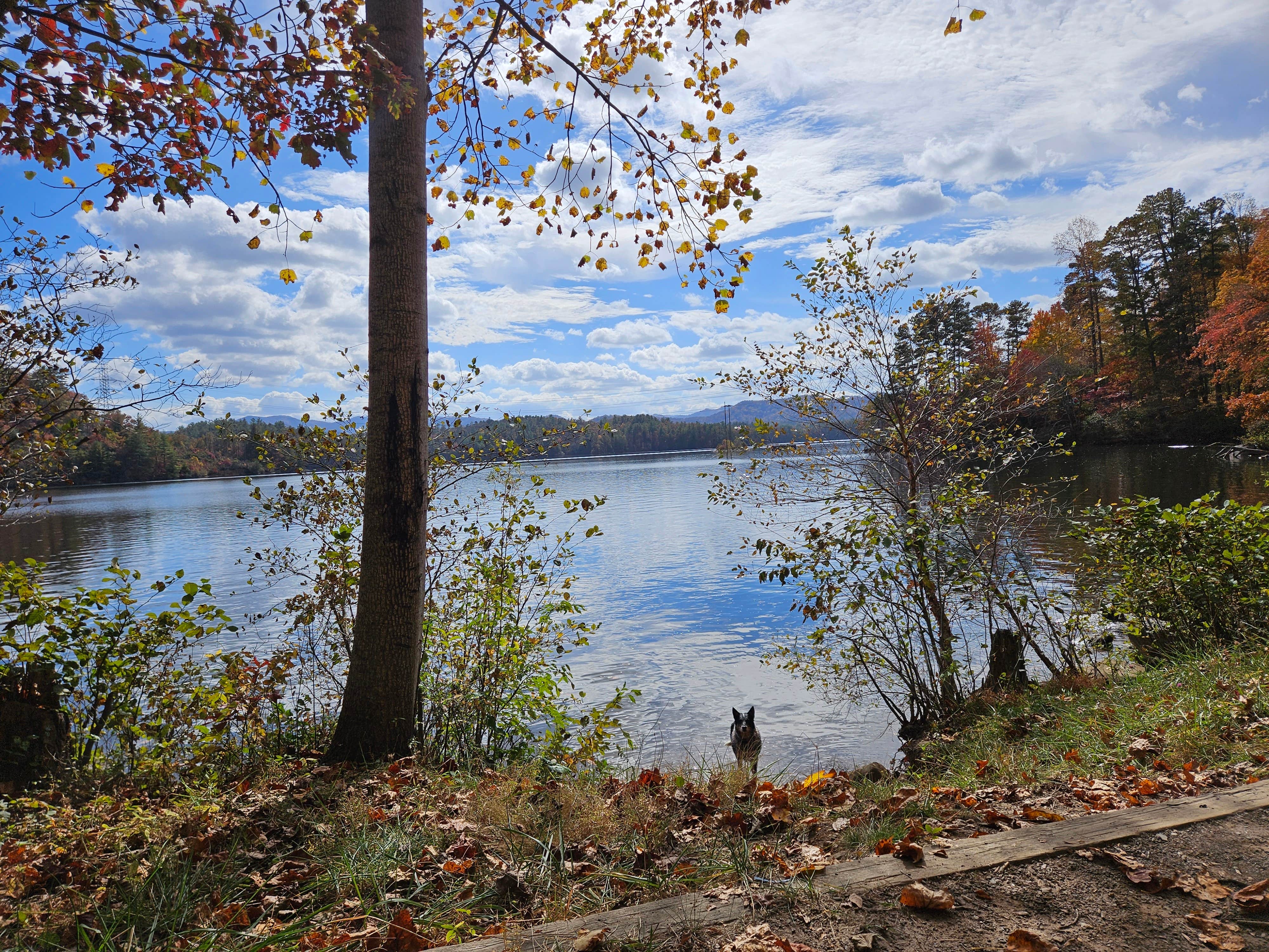 Robert W.'s photo of camping with pets at Lake Santeelah Dispersed near Marble, NC