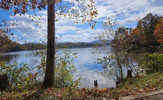 Robert W.'s photo of camping with pets at Lake Santeelah Dispersed near Fontana Dam, NC