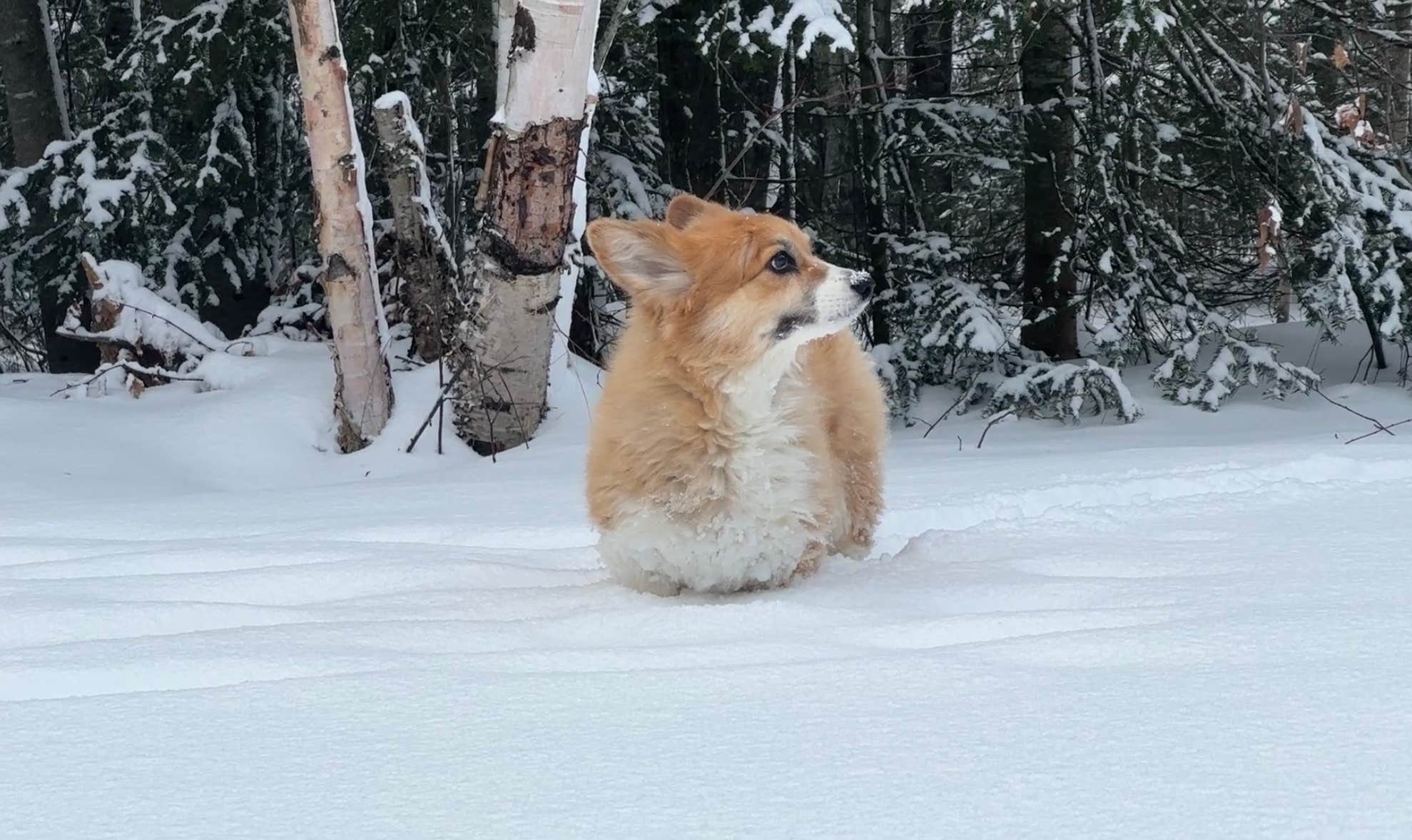 Shu W.'s photo of camping with pets at Lake Superior North Shore near Paradise, MI