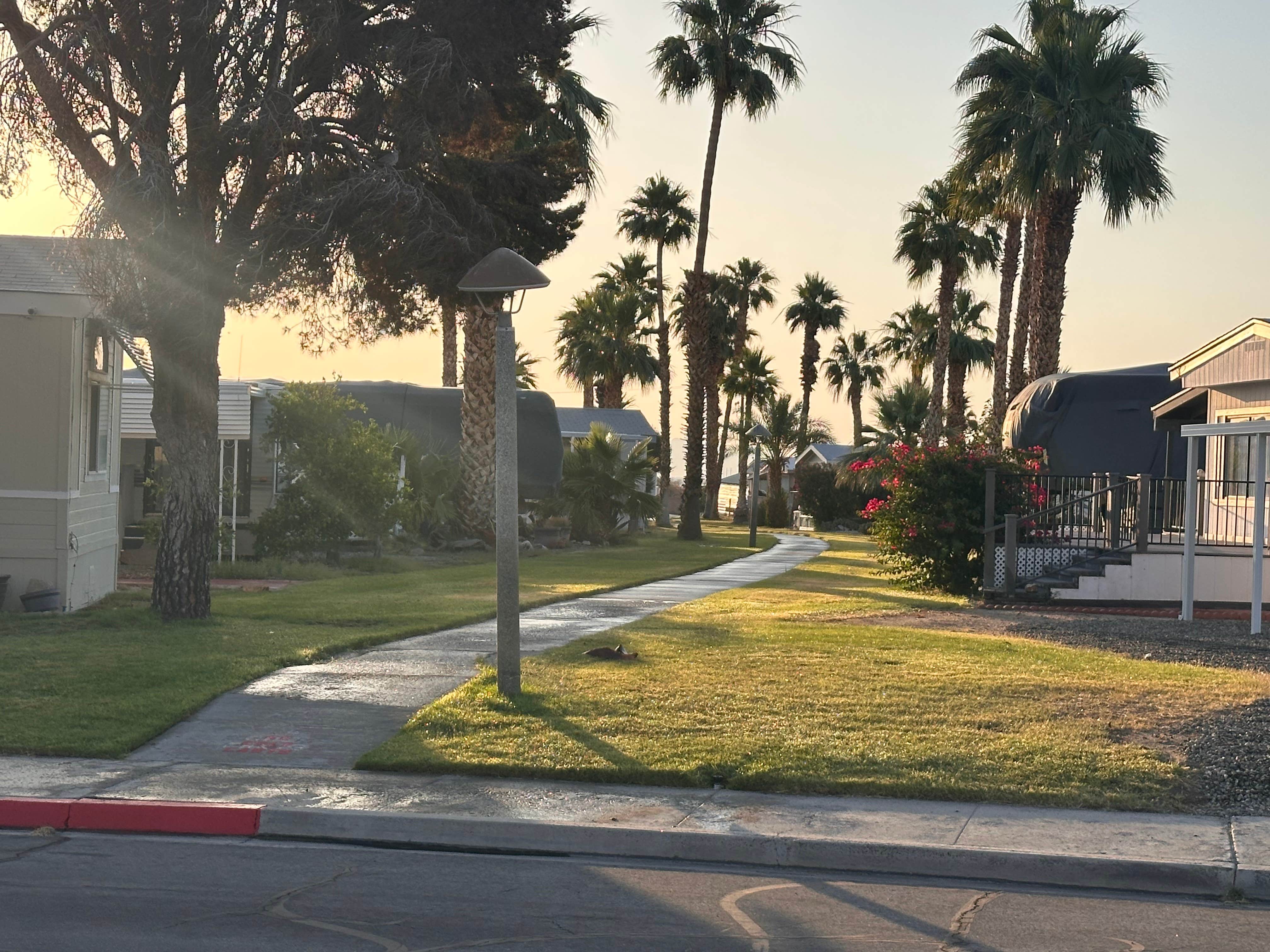 Camper submitted image from Lake Tamarisk Desert Resort - 4