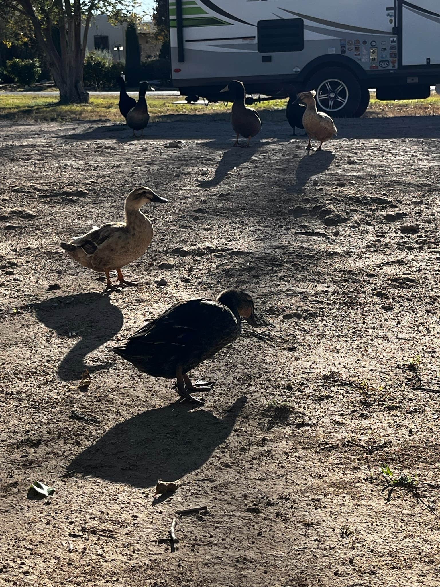 Camper-submitted photo at Lake van near Artesia, NM