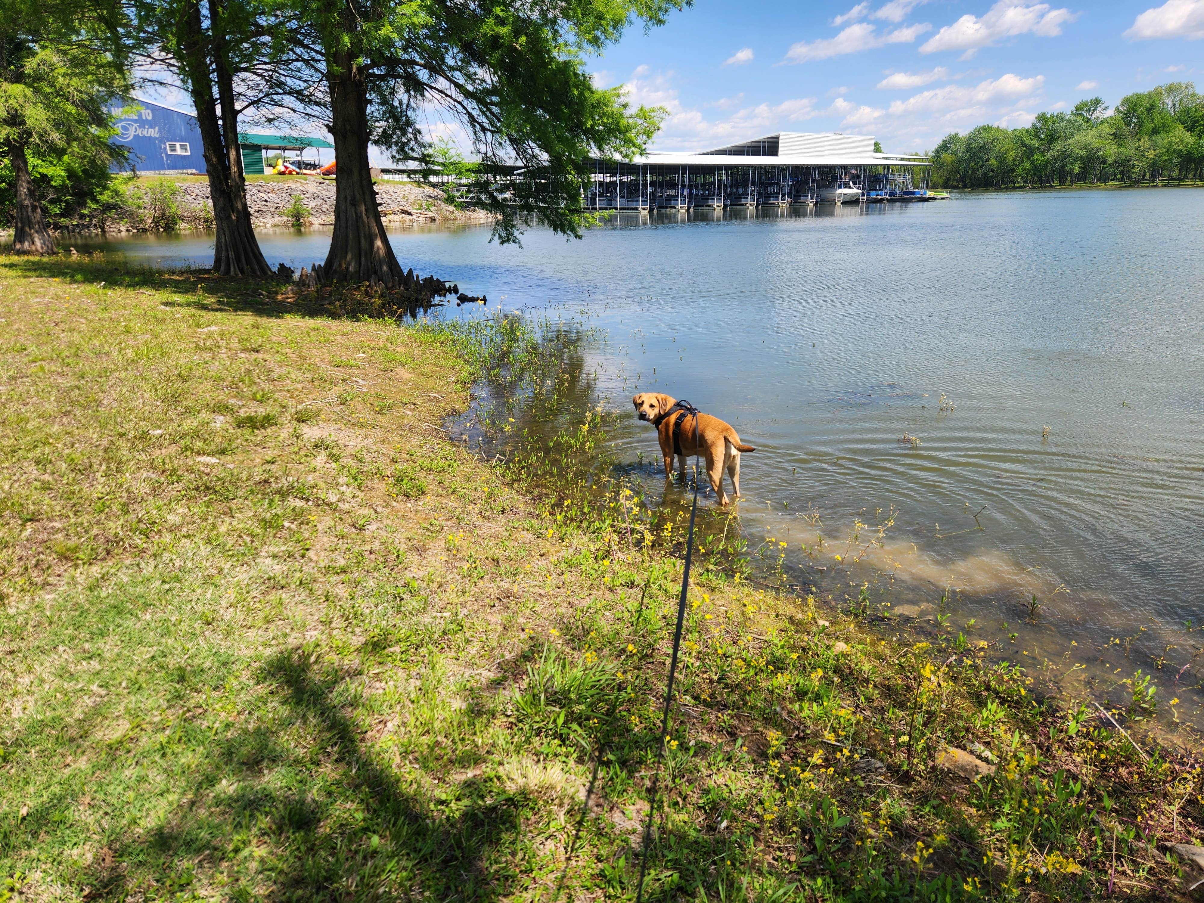Dañiel F.'s photo of camping with pets at Lakeside Campground and Marina near Calvert City, KY