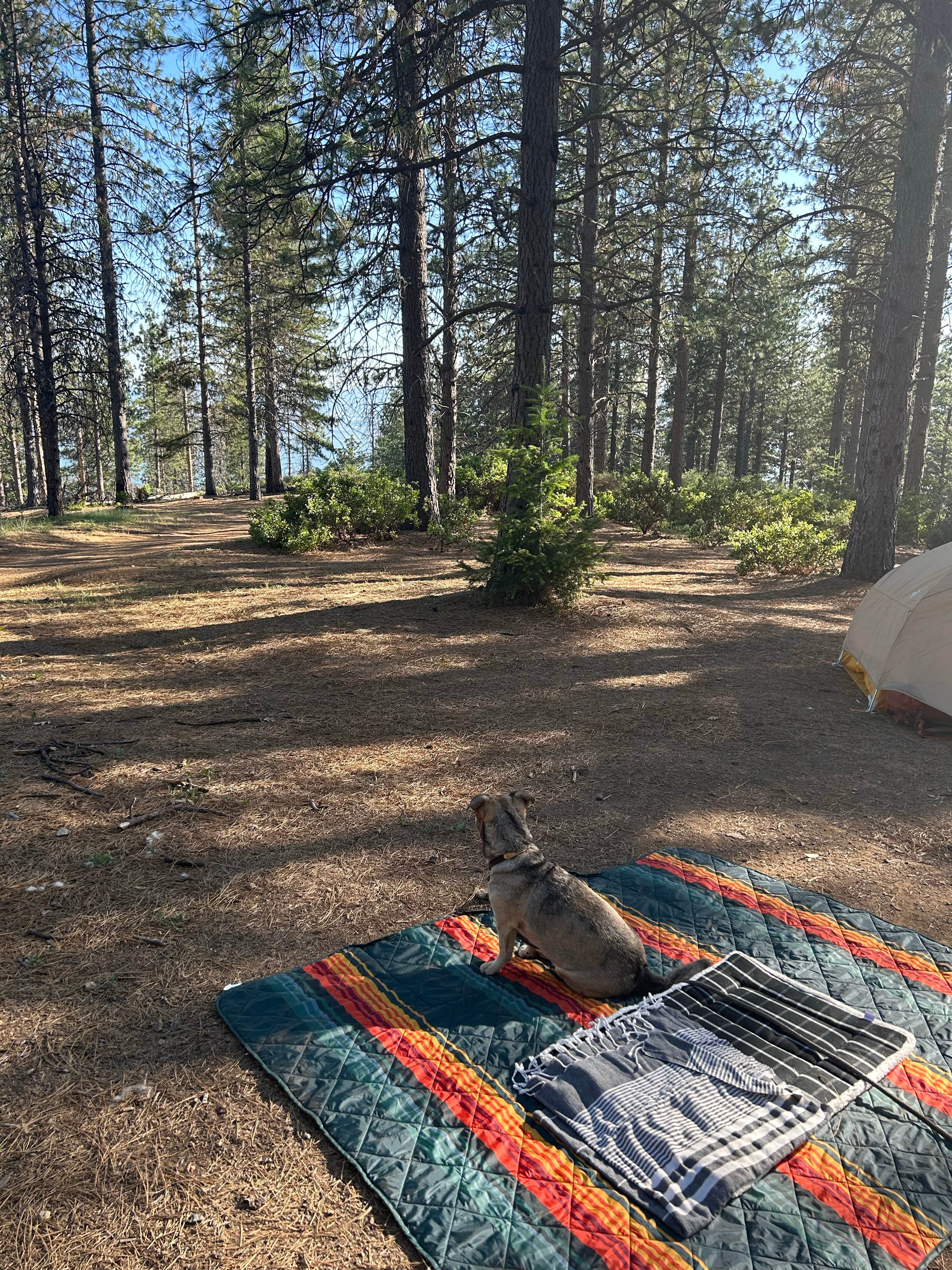 Camper submitted image from Lakeview Dispersed Campground - 1