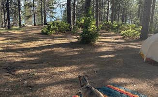 Stacy L.'s photo of camping with pets at Lakeview Dispersed Campground near Potter Valley, CA
