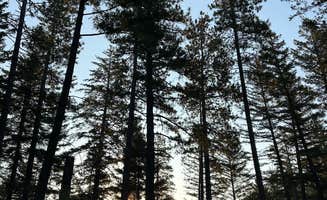 Kirra L.'s photo of a dispersed camping area at Lakeview Dispersed Campground near Sebastopol, CA
