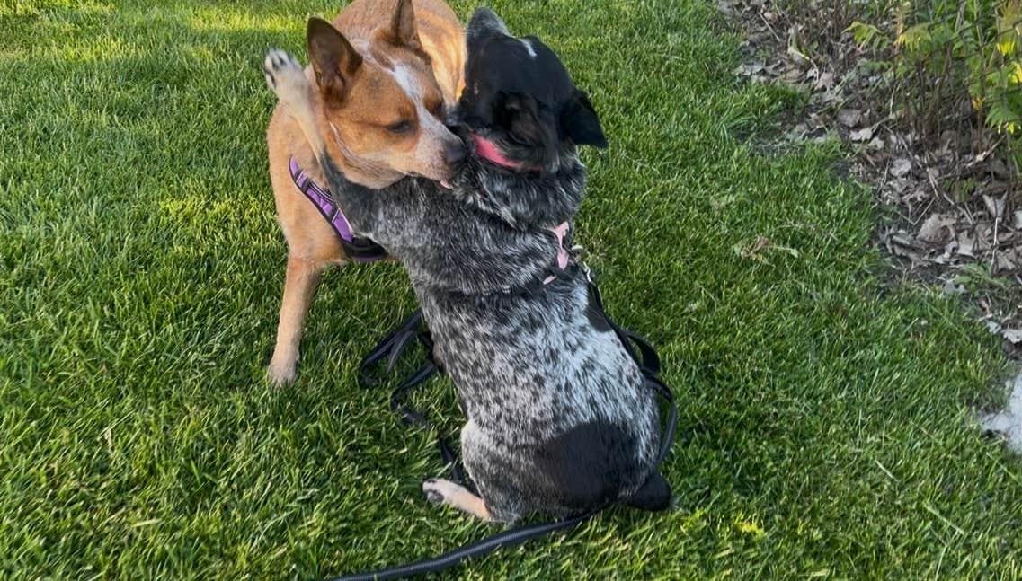 Wyndie G.'s photo of camping with pets at Lampe Marina Campground near Ripley, NY
