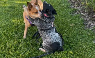 Wyndie G.'s photo of camping with pets at Lampe Marina Campground near Panama, NY