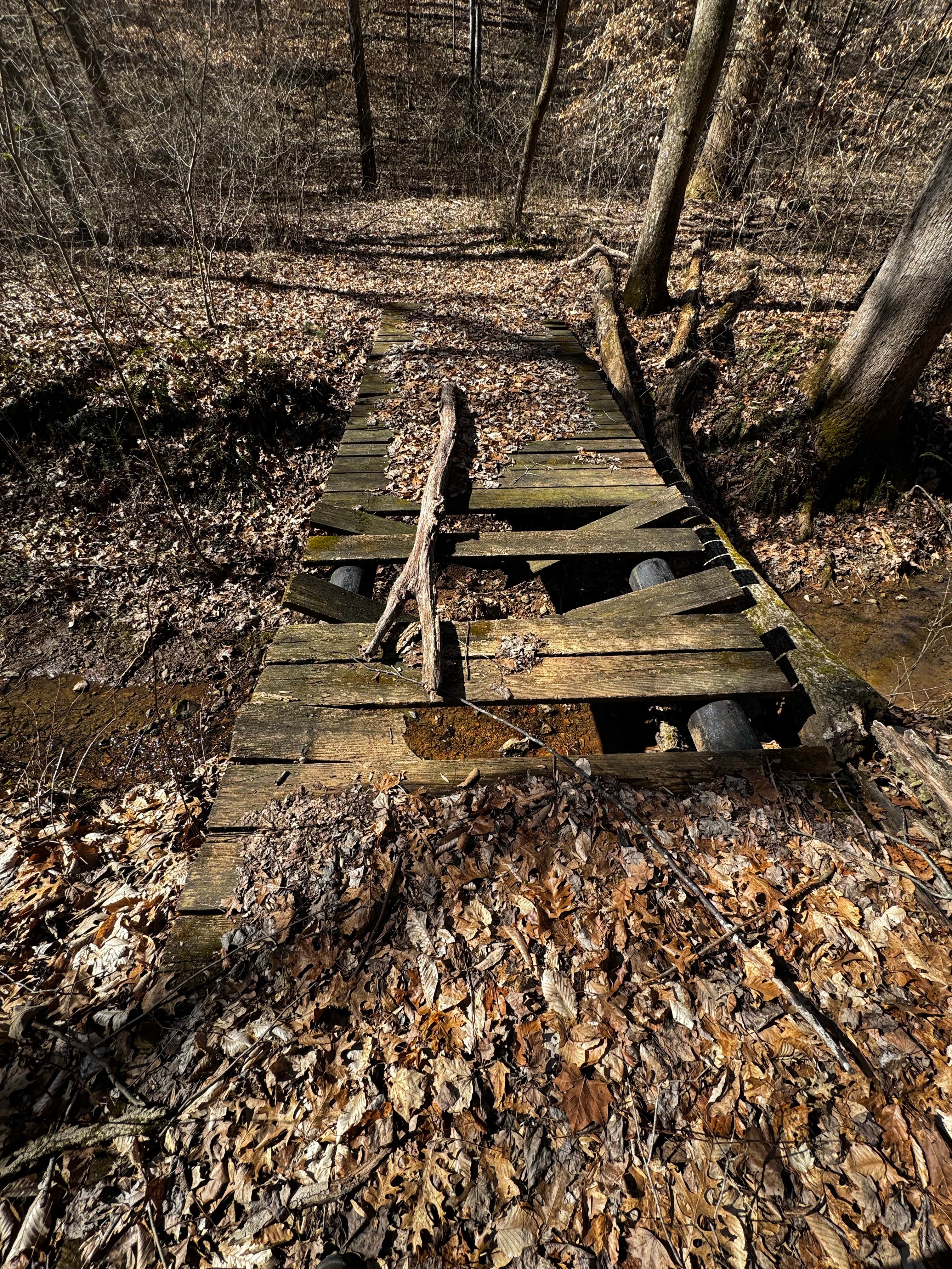 Camper-submitted photo at Land between The Lakes Bards Lake Tharp Road near Oak Grove, KY