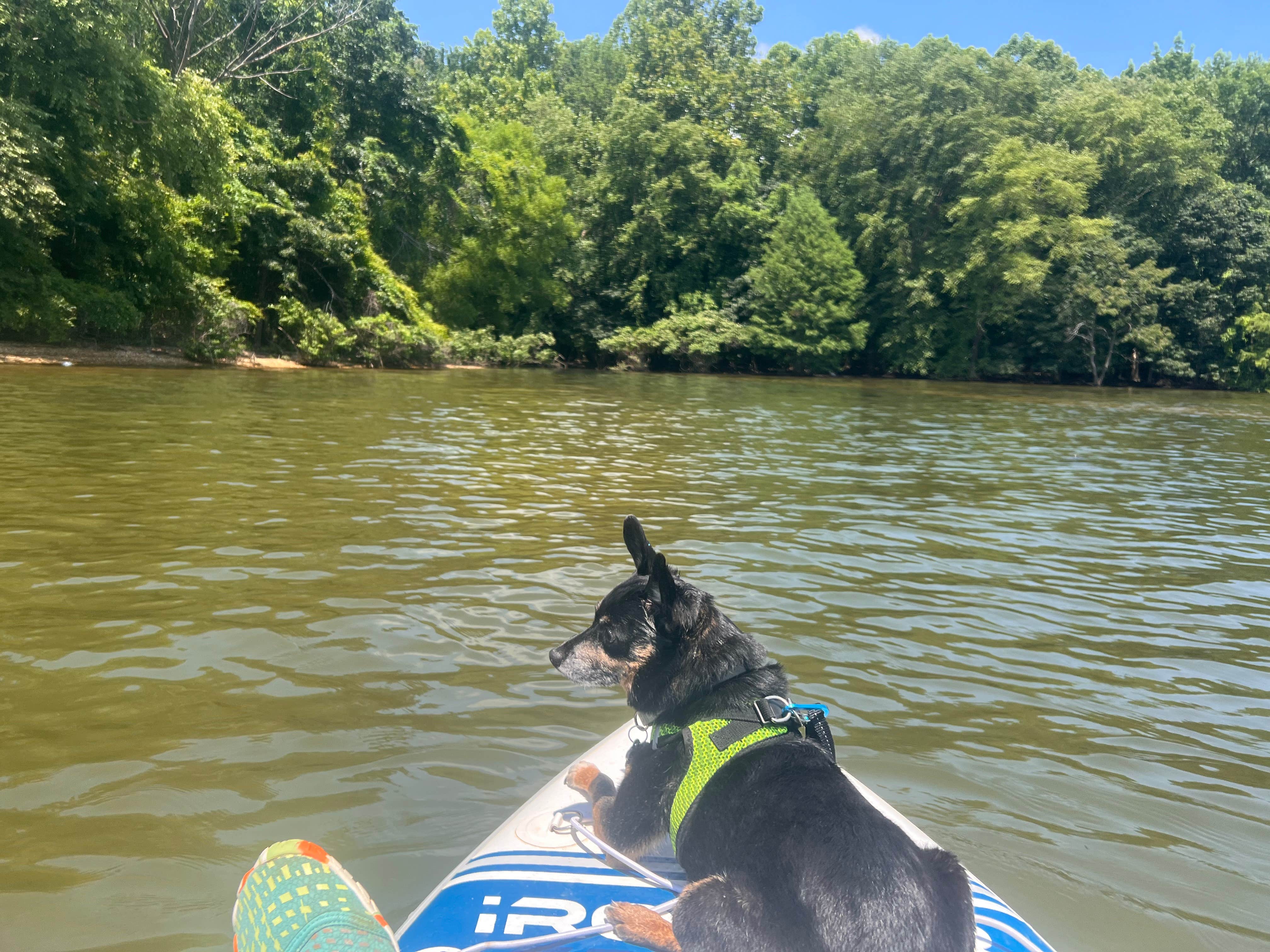 Maggie  C.'s photo of camping with pets at Land Between The Lakes National Recreation Area Hillman Ferry Campground near Eddyville, KY