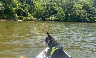 Maggie C.'s photo of camping with pets at Land Between The Lakes National Recreation Area Hillman Ferry Campground near Kuttawa, KY