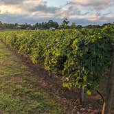 Review photo of Landry Vineyards Grape Escape RV Sites by Robert D., June 2, 2024