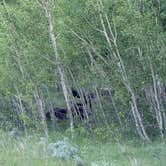 Review photo of Laramie Overlook Disperesed Camping by Tyler M., June 15, 2025
