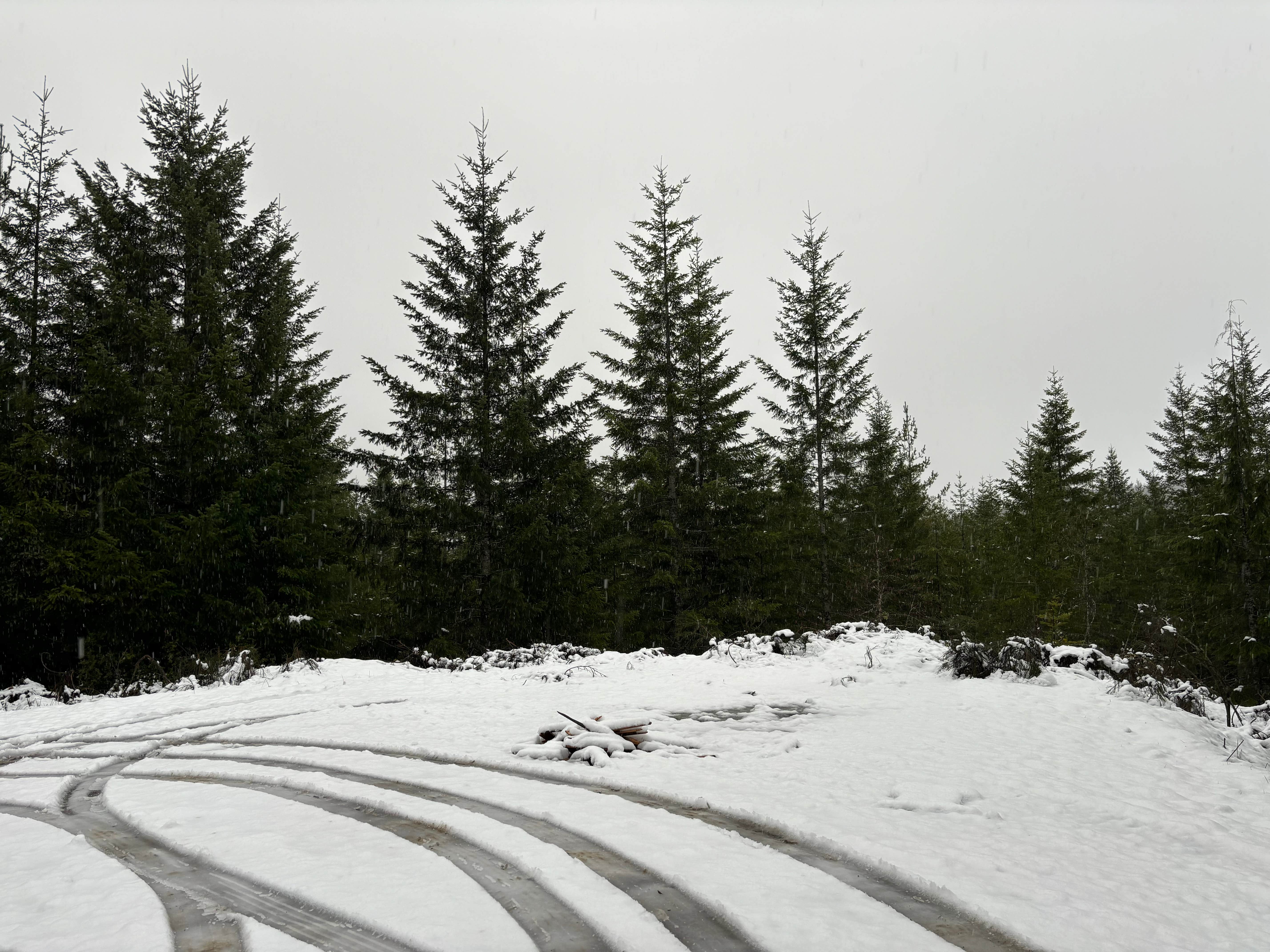 Camper-submitted photo at Large Pull Out (Dispersed) on FR 24 near Bremerton, WA