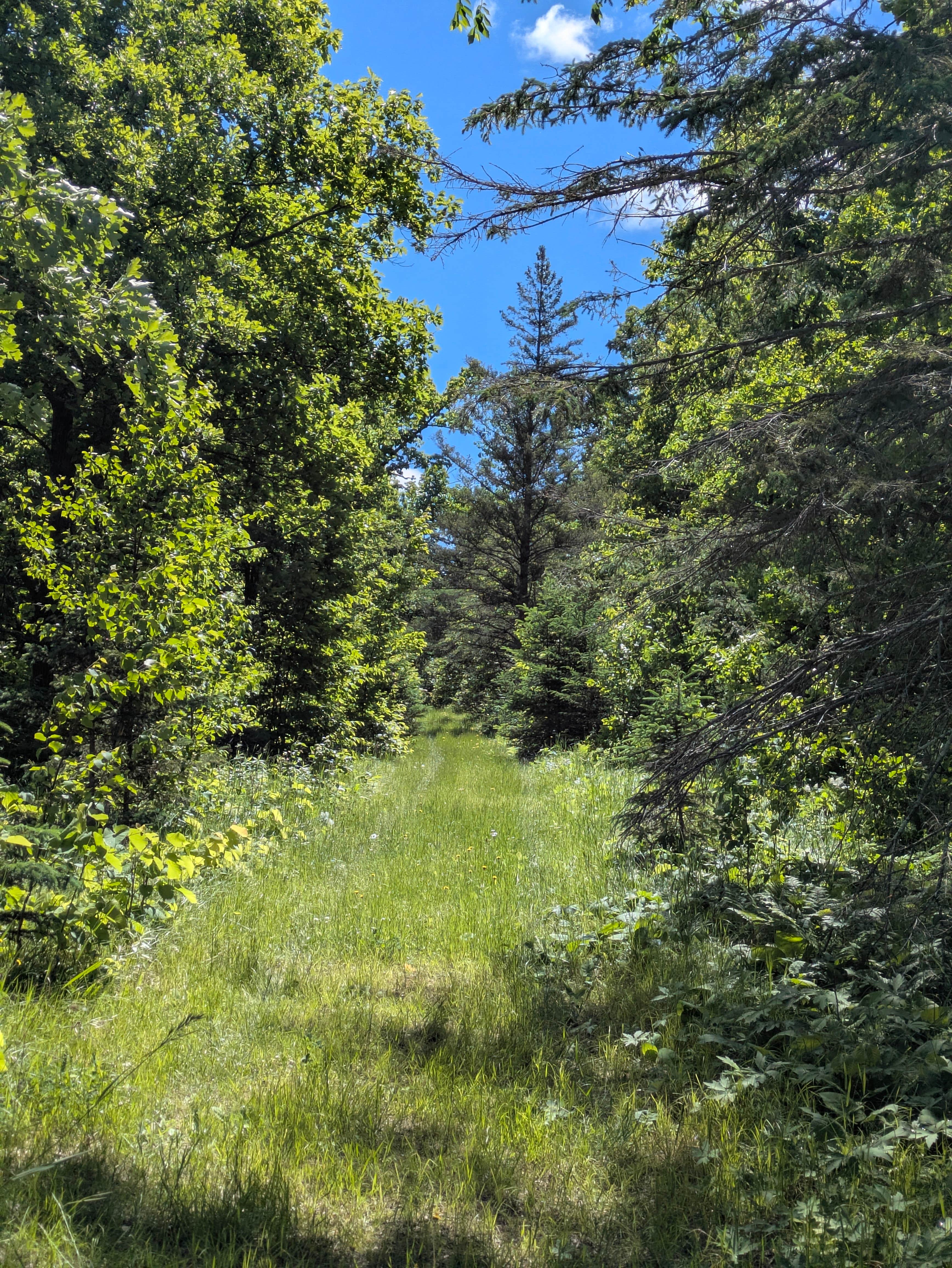 Camper-submitted photo at La Salle Lake State Recreation Area Campground near Shevlin, MN