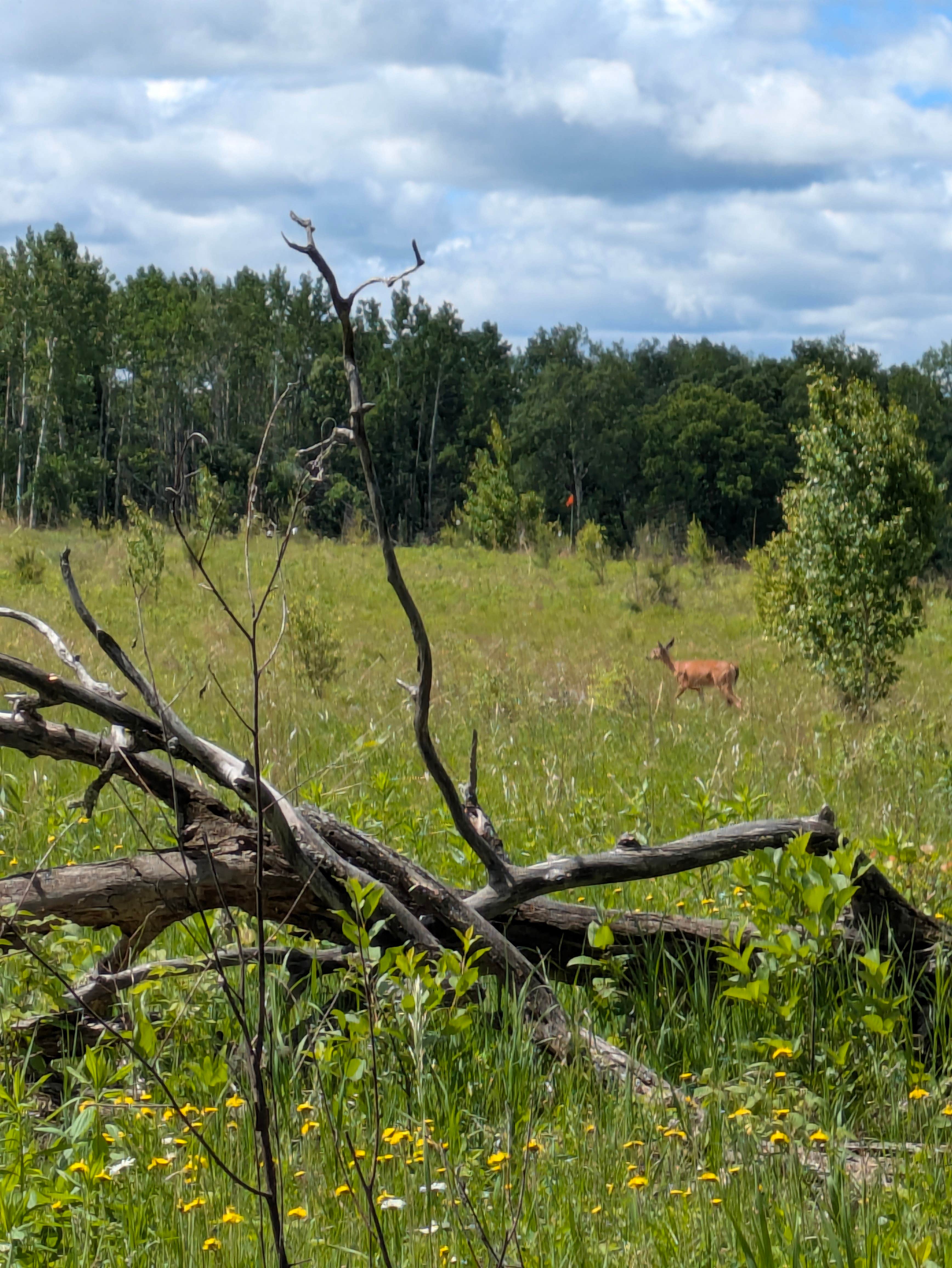 Camper-submitted photo at La Salle Lake State Recreation Area Campground near Shevlin, MN