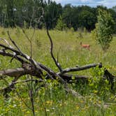 Review photo of La Salle Lake State Recreation Area Campground by Joy R., June 26, 2026