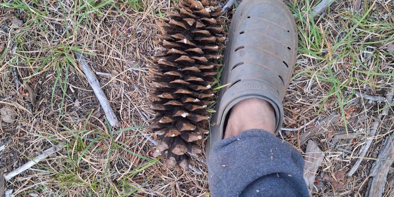 Camper submitted image from Lassen NF Forest Rte 32N17