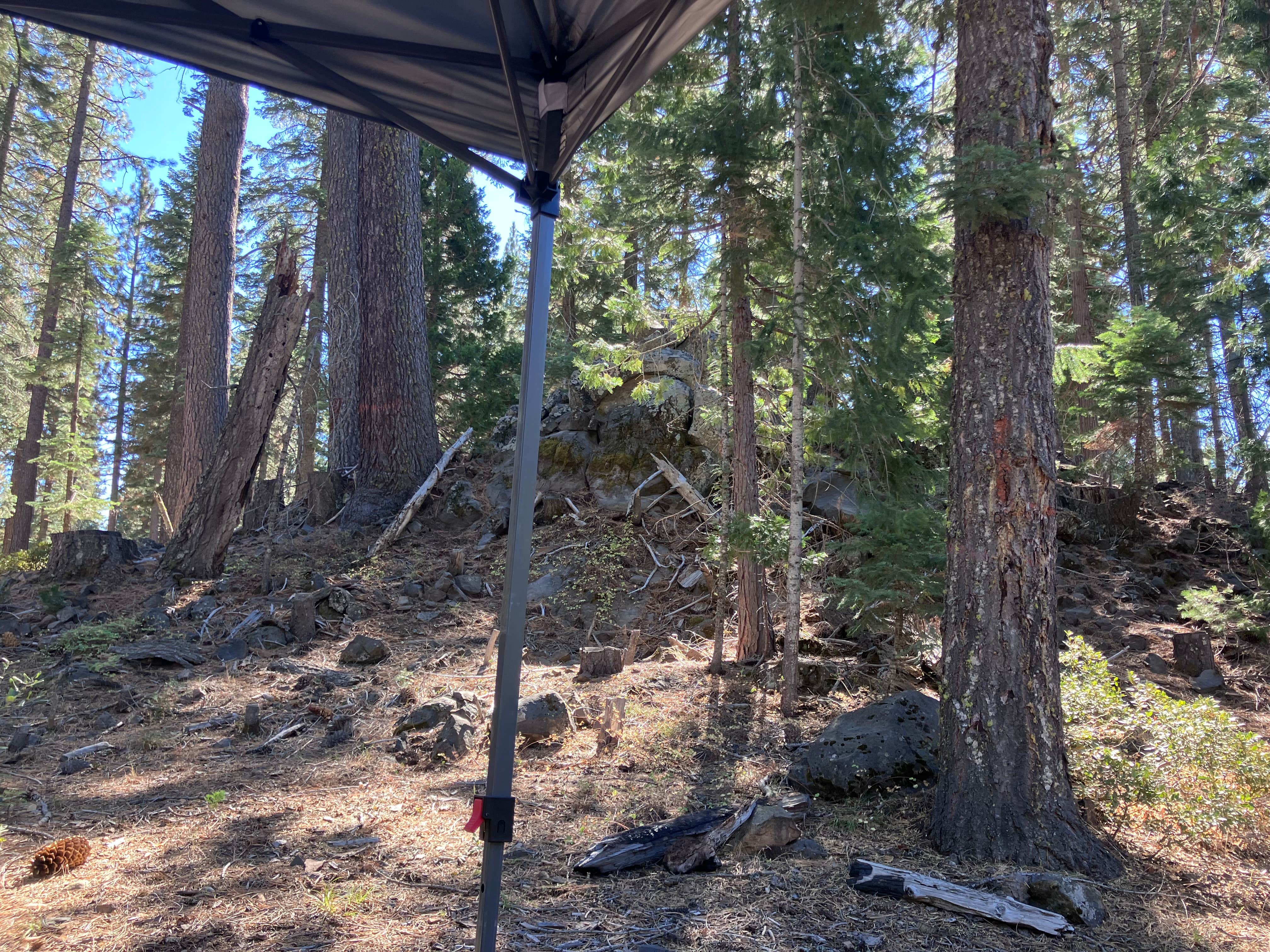 Camper-submitted photo at Lassen NF Forest Rte 32N17 near Redwoods, CA