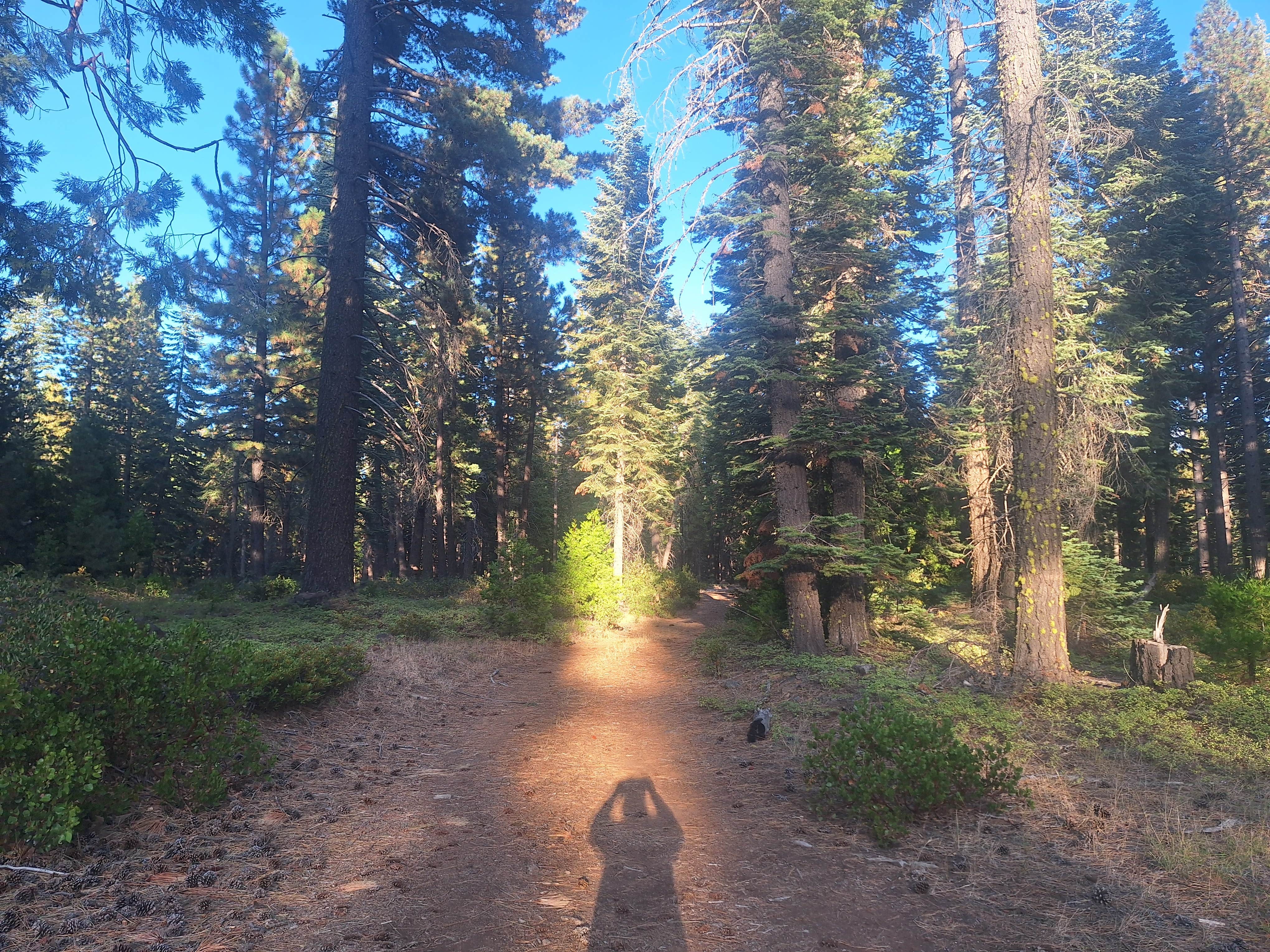 Camper-submitted photo at Lassen NF Forest Rte 32N17 near Igo, CA