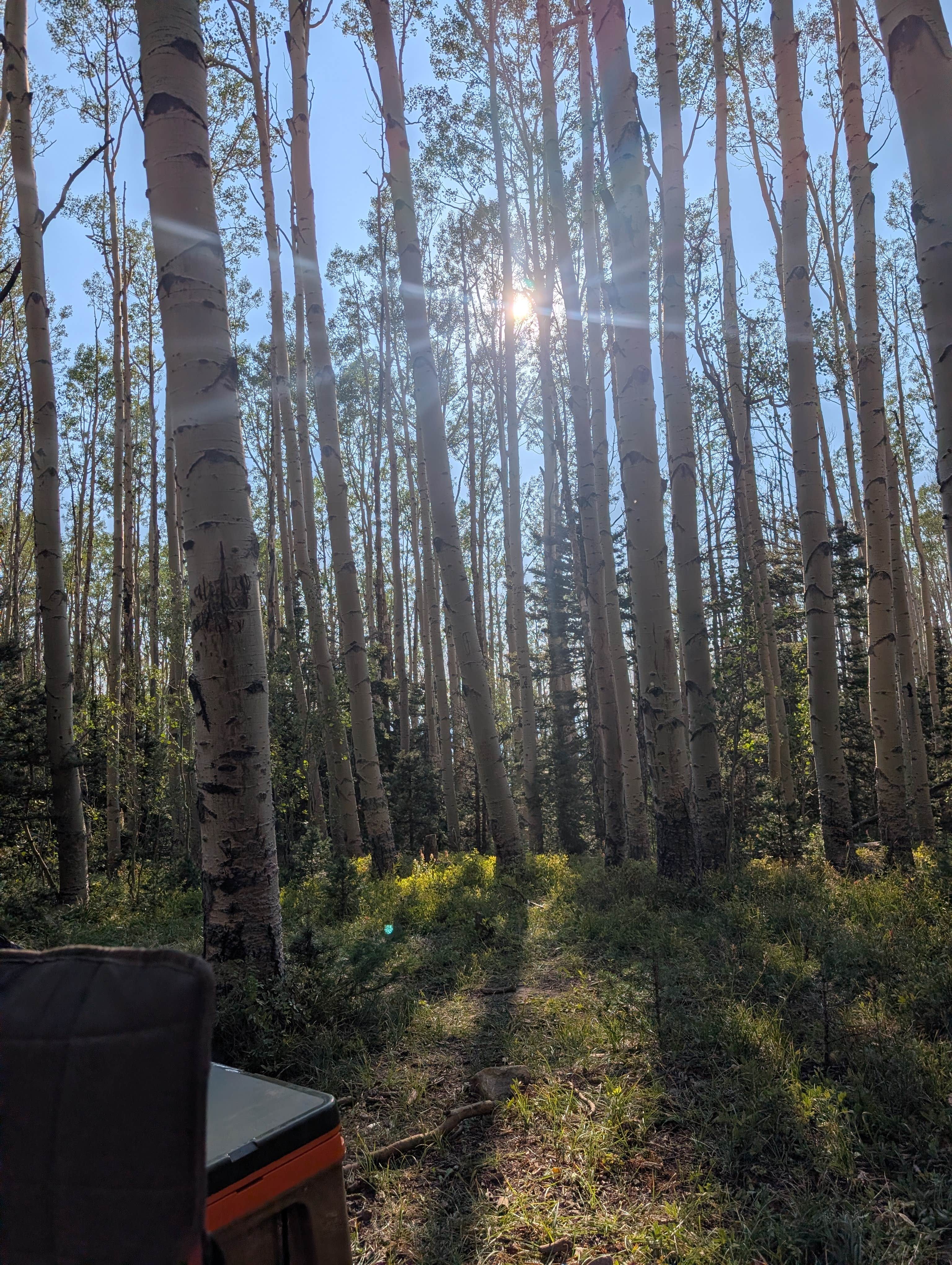 Megan L.'s photo of a dispersed camping area at Last Dollar Road - Heavily Wooded Dispersed Site near Grand Mesa, Uncompahgre and Gunnison National Forests