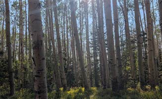Megan L.'s photo of a dispersed camping area at Last Dollar Road - Heavily Wooded Dispersed Site near Telluride, CO