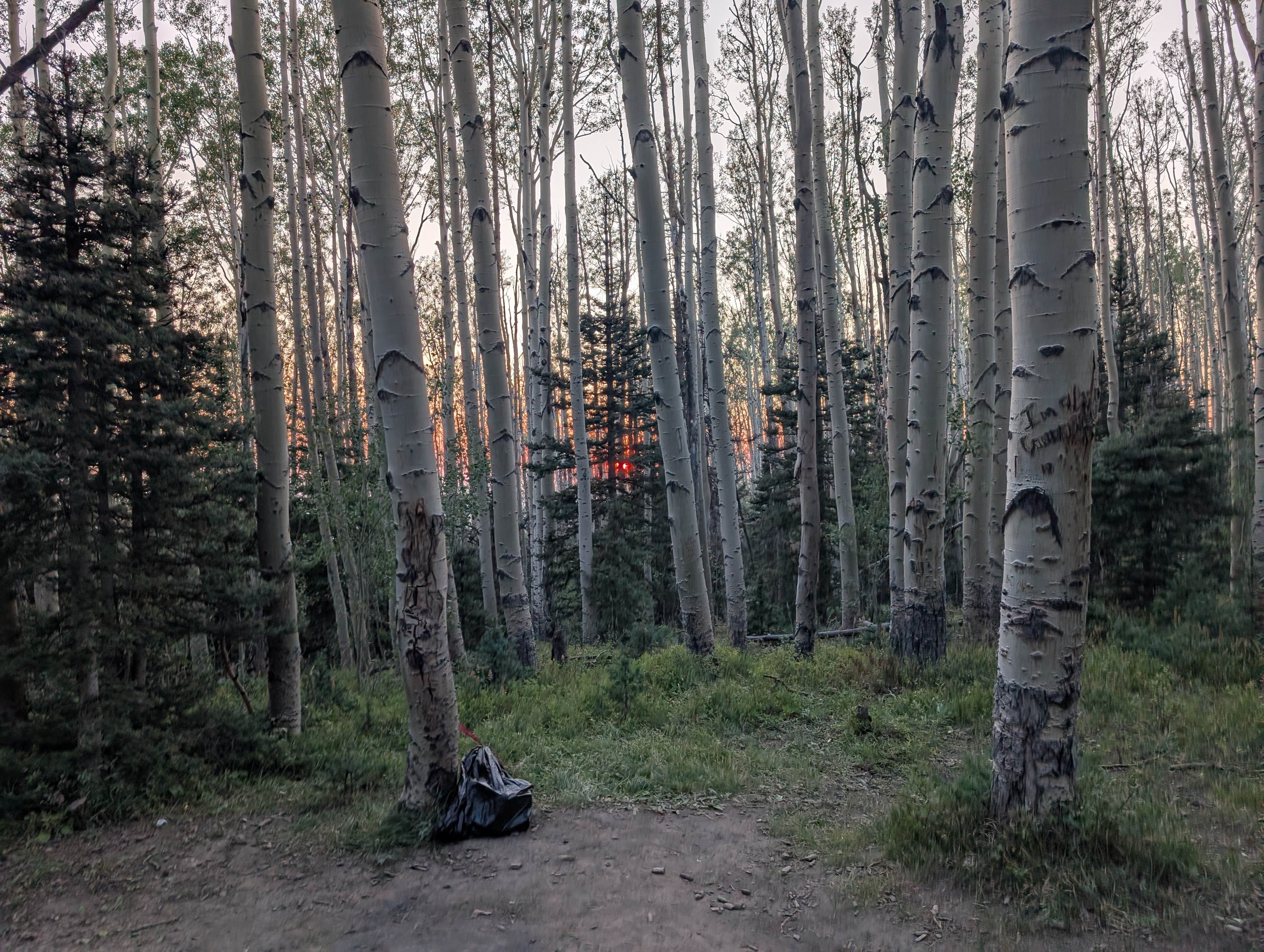 Camping near Fall Creek Campsite: Last Dollar Road - Heavily Wooded Dispersed Site, Placerville, Colorado