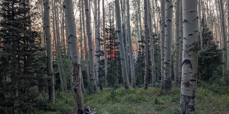 Camper submitted image from Last Dollar Road - Heavily Wooded Dispersed Site