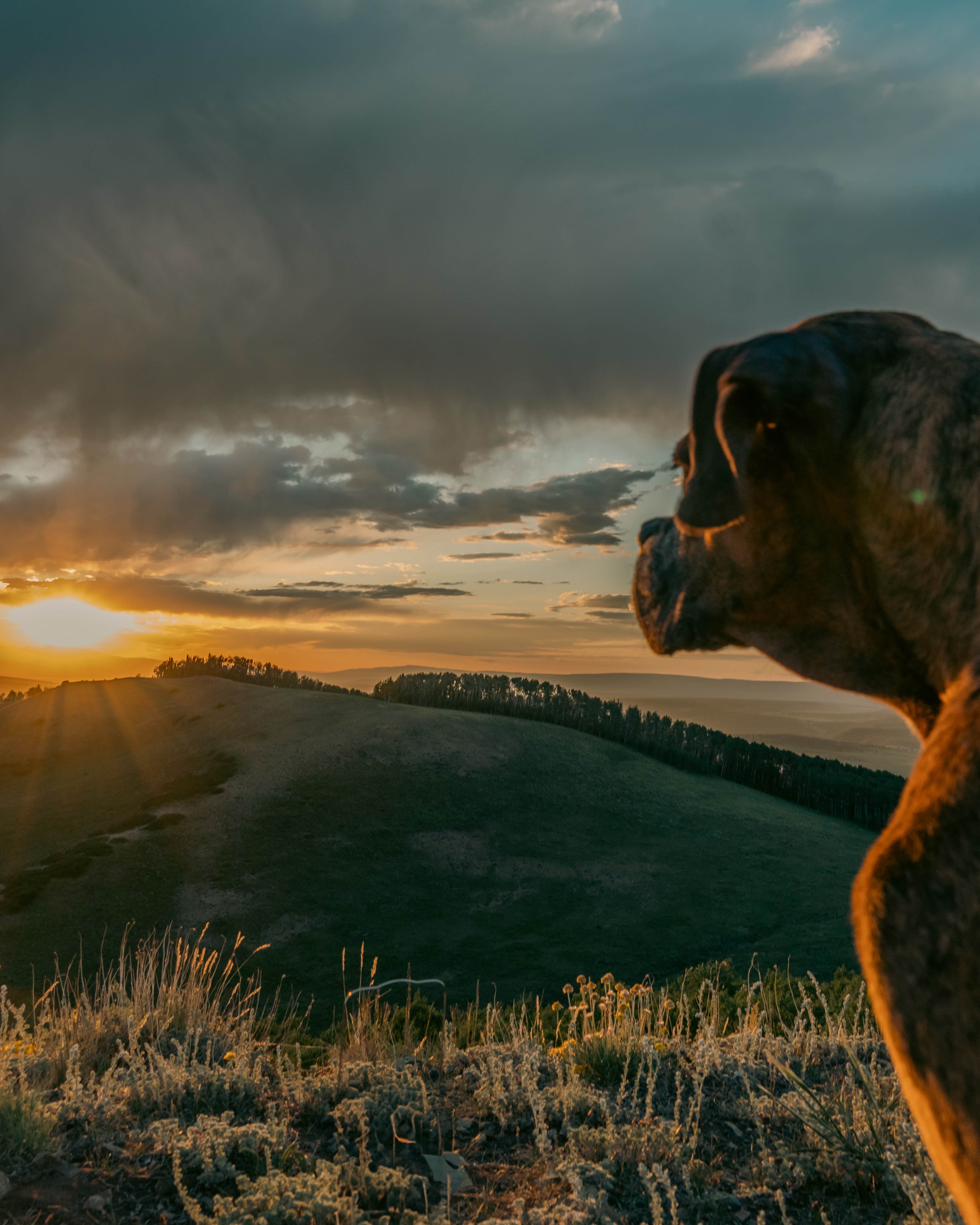 Mack Daddy Van L.'s photo of camping with pets at Last Dollar Road near Ouray, CO