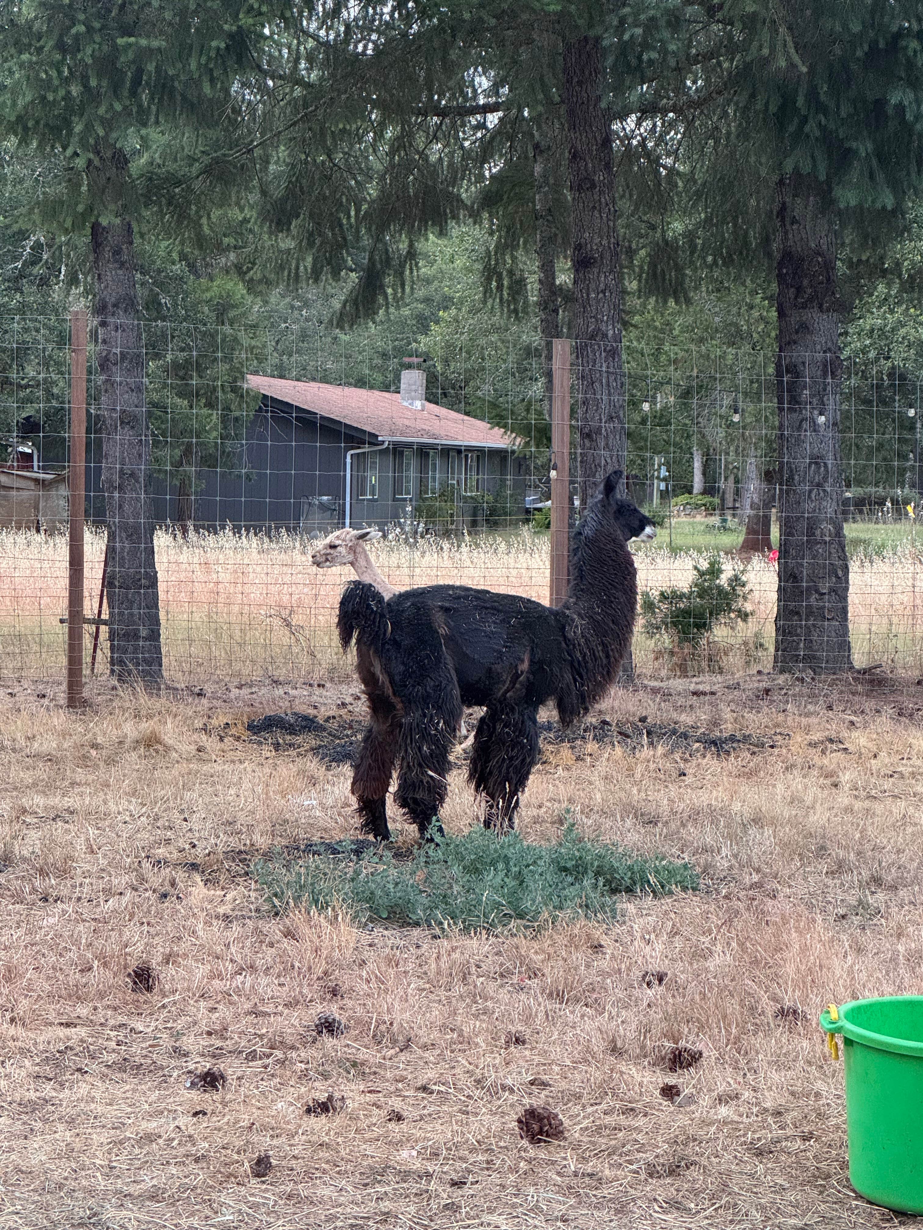 Camping near West Branch Campground: Laughing Alpaca Campground, Cave Junction, Oregon