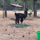 Review photo of Laughing Alpaca Campground by Syd M., June 28, 2026