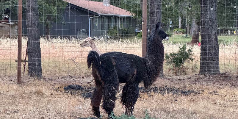Camper submitted image from Laughing Alpaca Campground